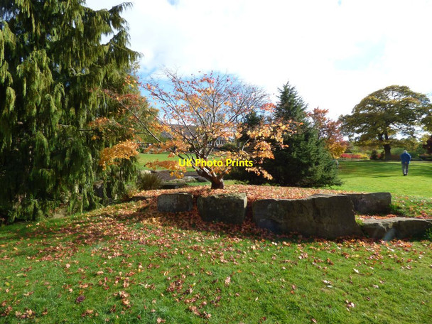 Photo 6"x4" Acer in the old sandstone rock garden Harrogate c2016