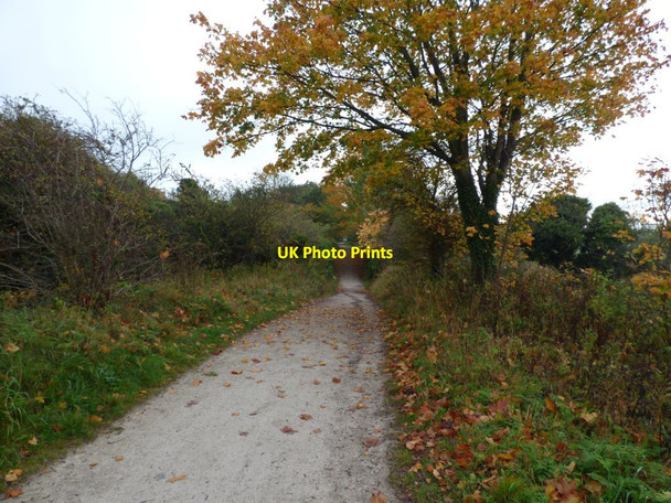 Photo 6"x4" Part of the Wirral Country Park path Neston\/SJ2877 c2016 P2