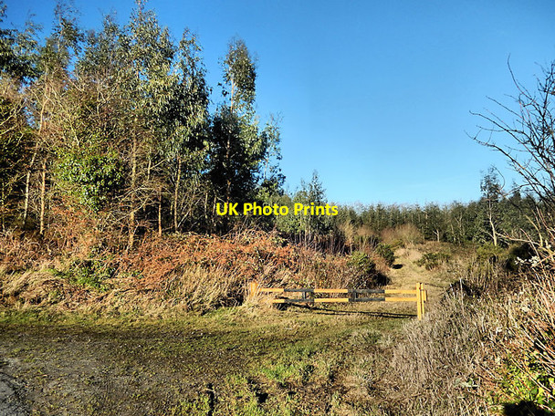 Photo 6"x4" Forest Entrance Windgap c2022