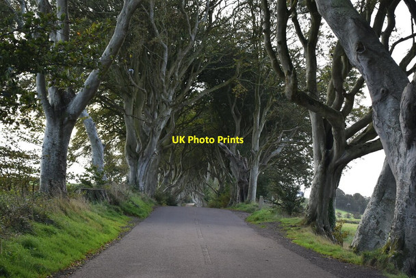 Photo 6"x4" Bregagh Rd (The Dark Hedges) The Dry Arch c2021