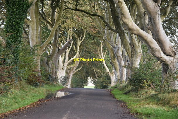 Photo 6"x4" Bregagh Rd (The Dark Hedges) The Dry Arch c2021