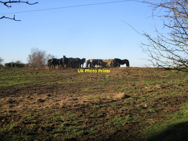 Photo 6"x4" Horses feeding, Stinting Lane Mansfield Woodhouse c2022
