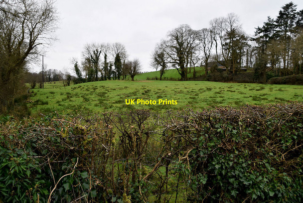 Photo 6"x4" Rushy ground, Killymoonan Fintona c2022