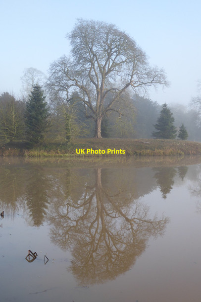 Photo 6"x4" Tree reflected in the lake in Croome Park High Green\/SO8745 c2022