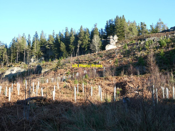 Photo 6"x4" Hillside and rocks in Simonside Forest Great Tosson c2022