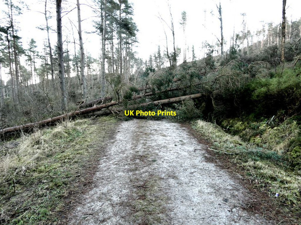 Photo 6"x4" Windthrow in Simonside Forest Great Tosson c2022