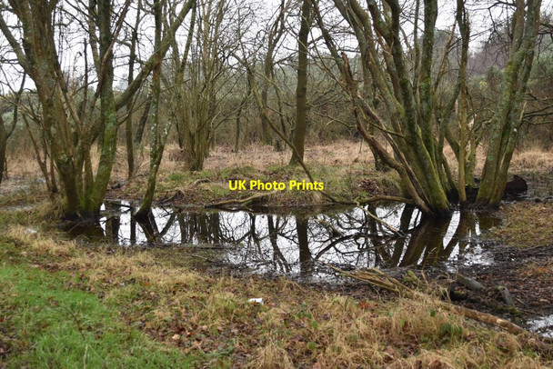 Photo 6"x4" Pond on the edge of Holt Heath Ameysford c2022