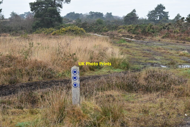 Photo 6"x4" Bridleway junction on Holt Heath Crooked Withies c2022