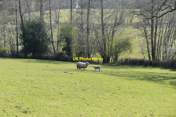 Photo 6"x4" Sheep and lamb Furner's Green c2021