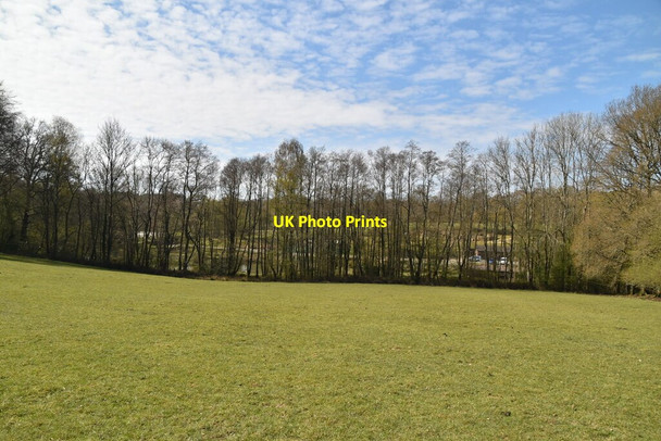 Photo 6"x4" Line of trees and pasture Furner's Green c2021