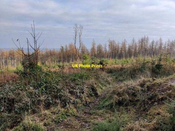 Photo 6"x4" Stanbroughs Wood on Brown Clee Hill Burwarton c2022