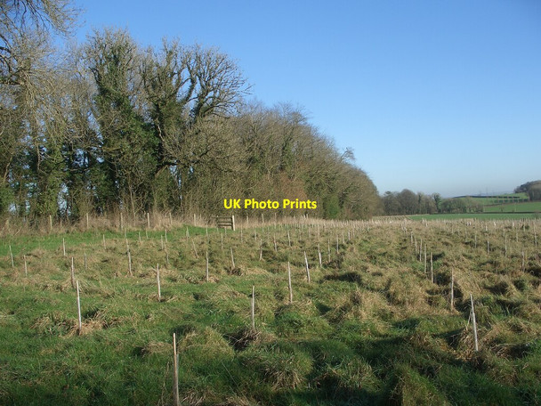 Photo 6"x4" Young trees by the southern edge of Tythegston\u00e2\u0080\u0099s Long Belt Tythegston c2022