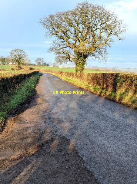 Photo 6"x4" Leafless trees in winter, Llangattock-Vibon-Avel Llangattock-Vibon-Avel c2022