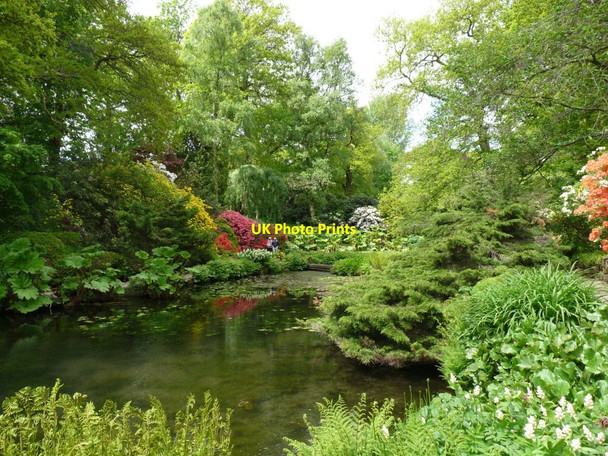 Photo 6"x4" Trees and shrubs around a pool Hodnet c2013