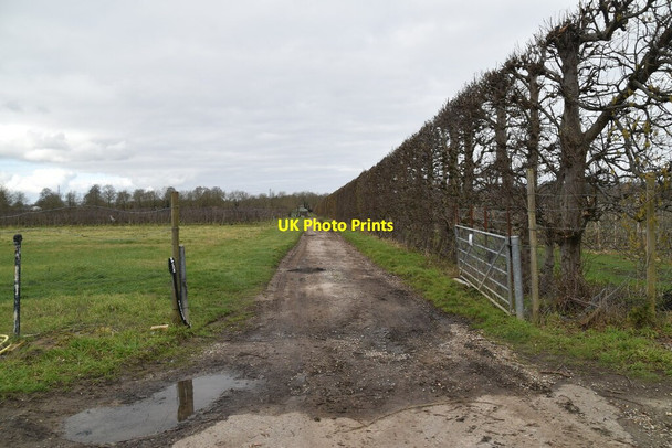 Photo 6"x4" Track and shelterbelt East Malling c2021