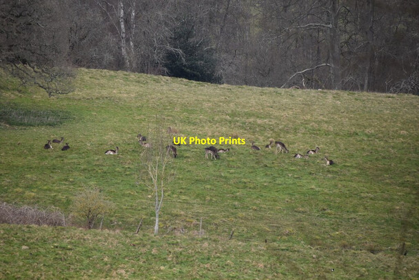 Photo 6"x4" Deer grazing Hurst Green\/TQ7327 c2021