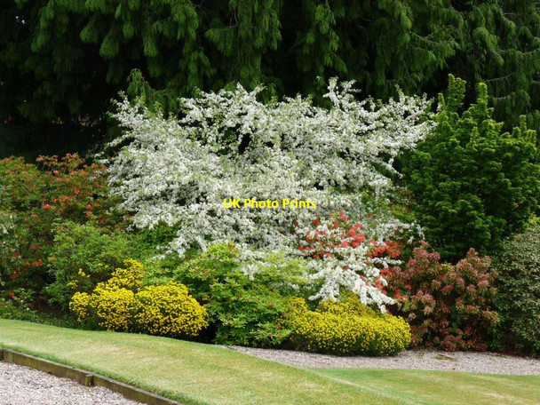 Photo 6"x4" Colourful shrubs on the side of the path Hodnet c2013