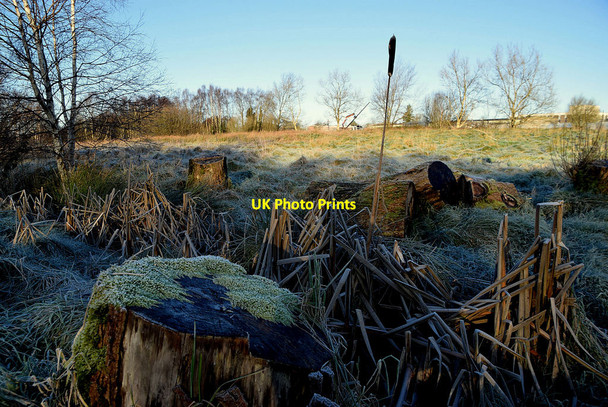 Photo 6"x4" Frosty, Arvalee Omagh c2022