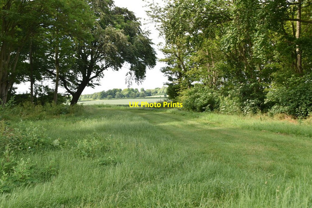 Photo 6"x4" Gap in Morden Grange Plantation The Thrift c2021