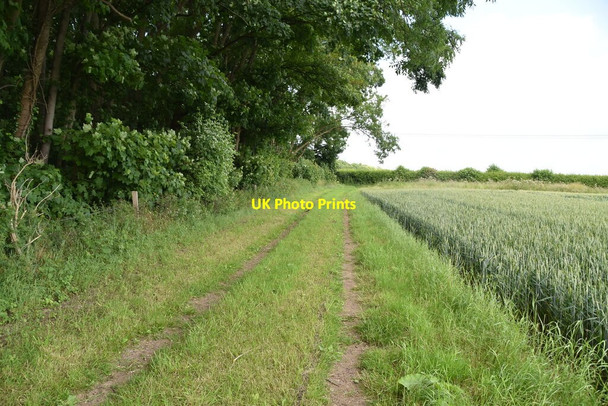 Photo 6"x4" Footpath along Morden Grange Plantation Gatley End c2021