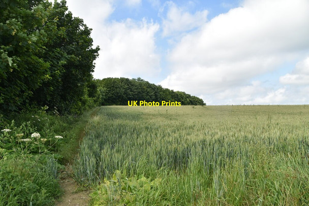 Photo 6"x4" Edge of barley field Gatley End c2021