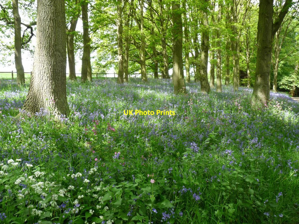 Photo 6"x4" Bluebells and Wild Garlic Hodnet c2013