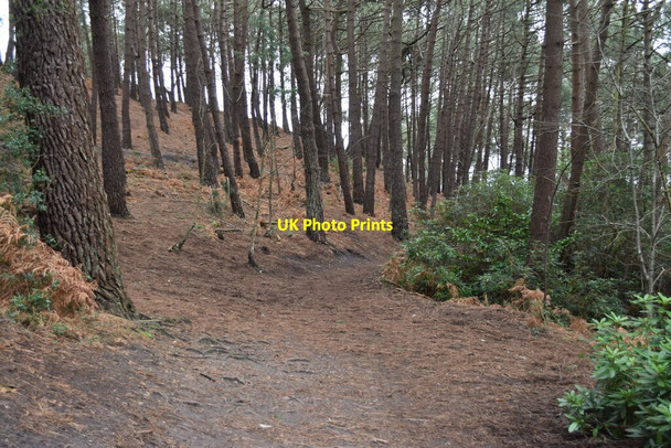 Photo 6"x4" Path on edge of St. Catherine\u00e2\u0080\u0099s Hill St Catherine's Hill\/SZ1495 c2022