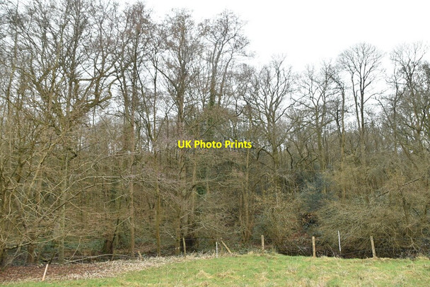Photo 6"x4" Roughets Wood Heathfield\/TQ5630 c2021