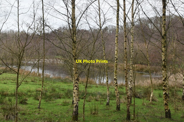 Photo 6"x4" Pond, Roughets Wood Boarshead c2021