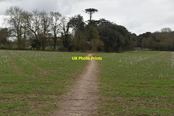 Photo 6"x4" Footpath across field Barming Heath c2021
