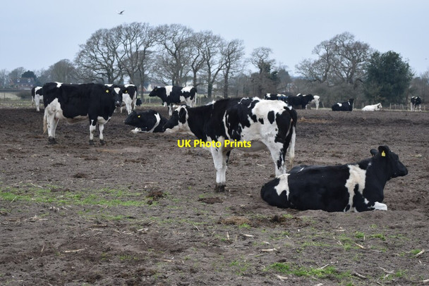 Photo 6"x4" Cattle in field beside Hawthorn Road Christchurch\/SZ1592 c2022