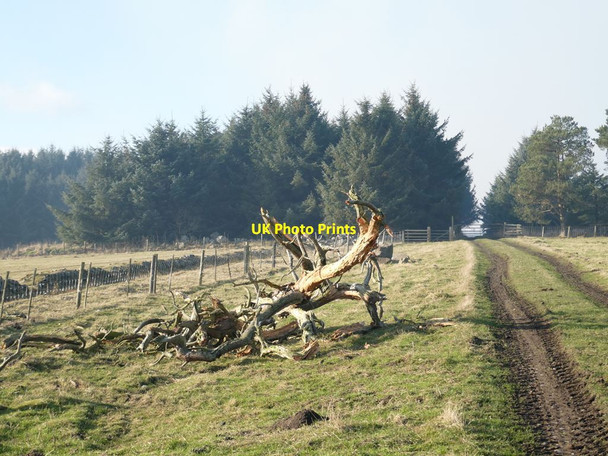 Photo 6"x4" Sculptural dead tree Diptonmill c2022