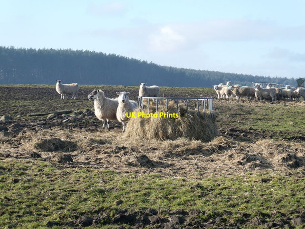 Photo 6"x4" Sheep and feeders near New Dotland Farm Diptonmill c2022