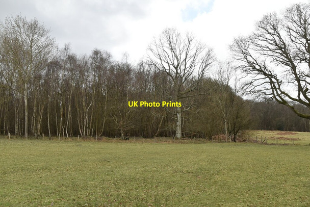 Photo 6"x4" Darwell Wood Hollingrove c2021 P1