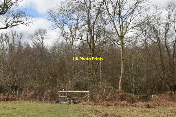 Photo 6"x4" Stile, Darwell Wood Hollingrove c2021