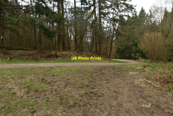 Photo 6"x4" Track, Darwell Wood Cackle Street\/TQ6919 c2021