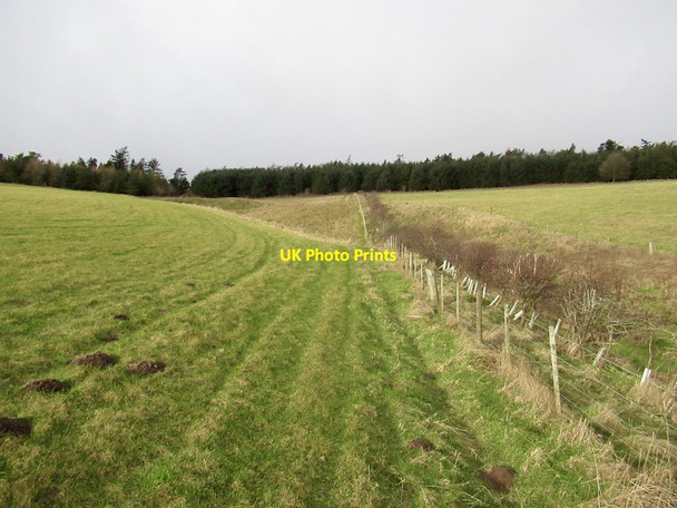 Photo 6"x4" Young hedge, Caddams Cleuch Nether Shiels\/NT4146 c2022