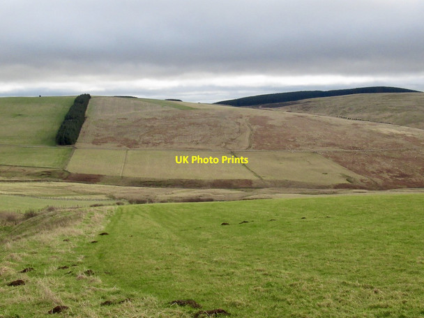 Photo 6"x4" Newly planted hillside, Symington Nether Shiels\/NT4146 c2022