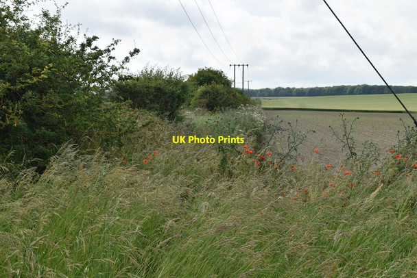 Photo 6"x4" Poppies by Ashwell Street Gatley End c2021