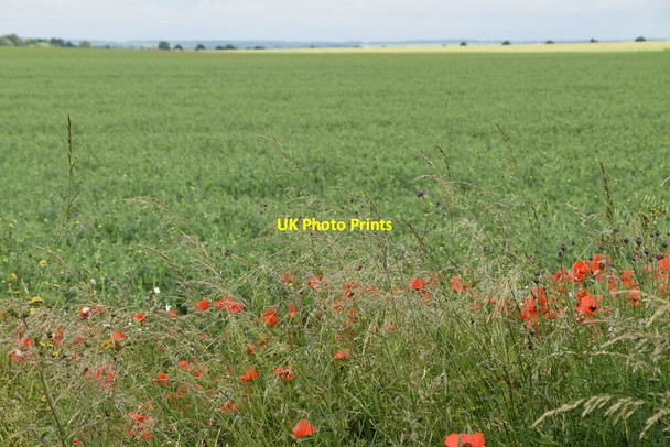 Photo 6"x4" Poppies by Ashwell Street Gatley End c2021 P1