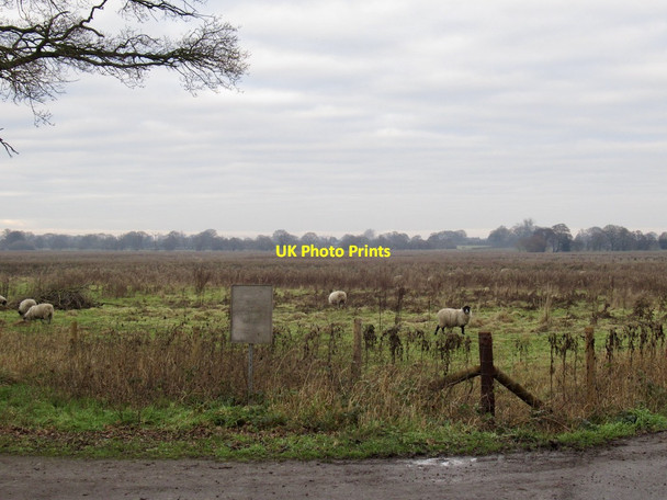 Photo 6"x4" Sheep, Noneley Brandwood c2022