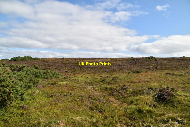 Photo 6"x4" Heather moorland East Mey c2021