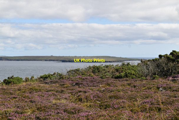Photo 6"x4" Heather, Scoor Berry East Mey c2021
