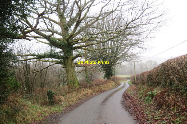 Photo 6"x4" Colfenni ar ochr heol \/ Trees alongside a road Llandovery\/Llanymddyfri c2022