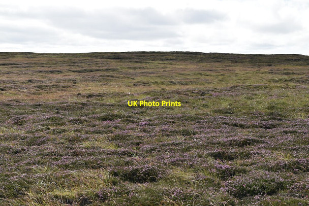 Photo 6"x4" Heather moorland East Mey c2021