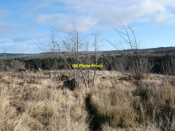 Photo 6"x4" Clearfell in Bradley Wood Dipton c2022