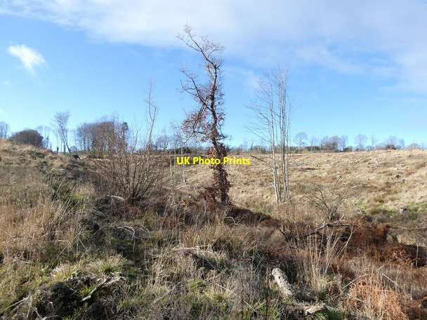Photo 6"x4" Clearfell in Bradley Wood Dipton c2022 P1