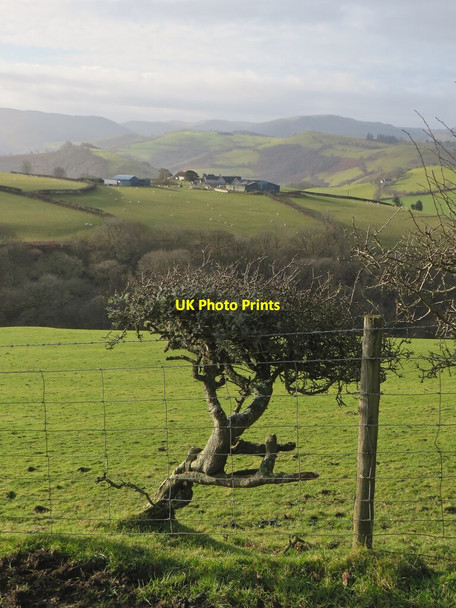 Photo 6"x4" Fferm Tŷ Mawr Melinbyrhedyn c2022