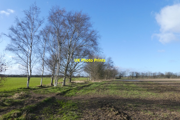 Photo 6"x4" Birch trees near Moor Lane Copmanthorpe c2022