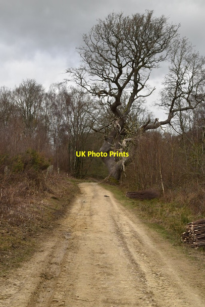 Photo 6"x4" Track, Coblye Wood Cackle Street\/TQ6919 c2021